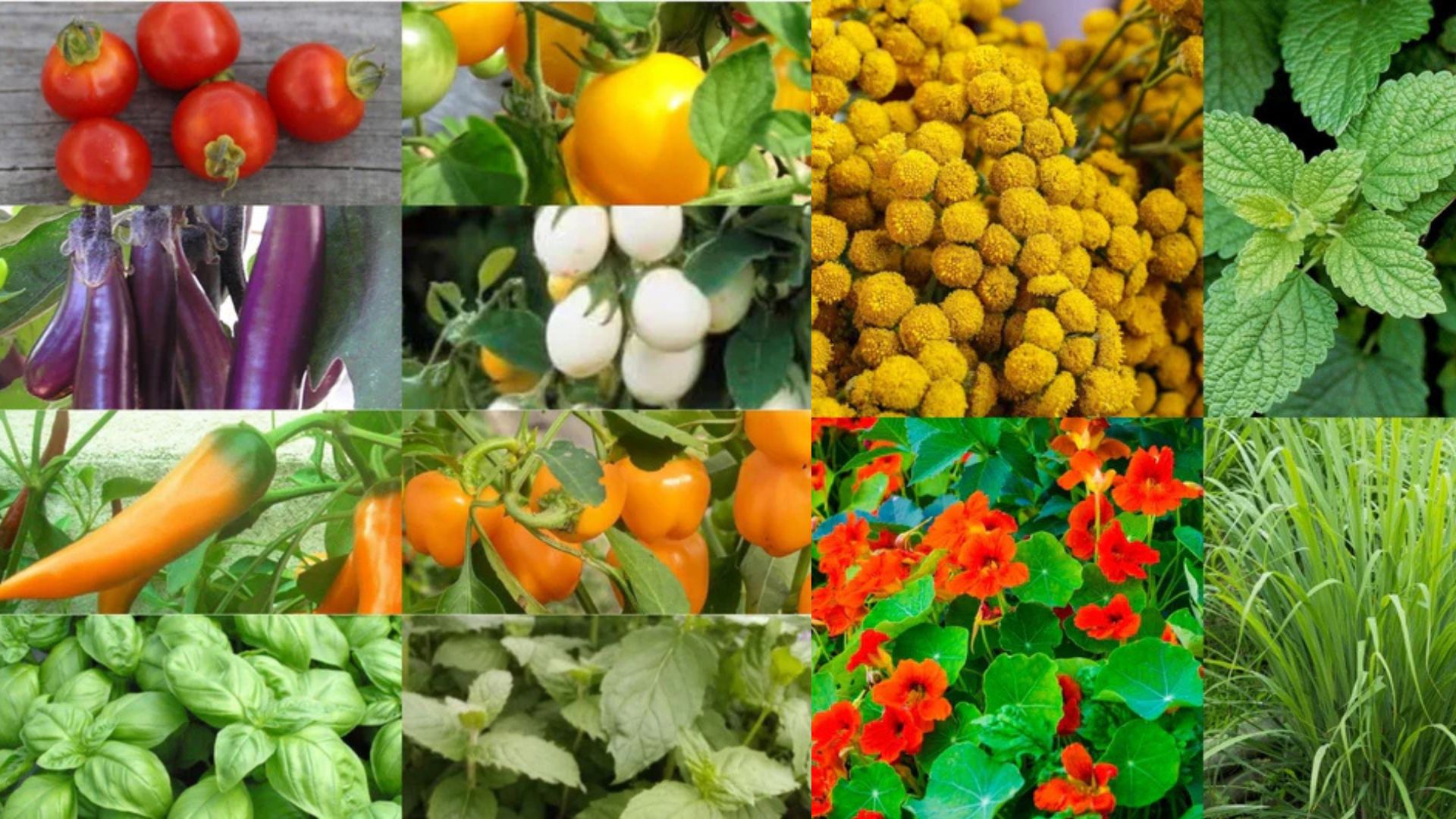 Lire la suite à propos de l’article vente de fleurs et plants de légumes